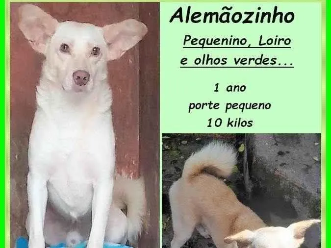 Cachorro ra a SRD-ViraLata idade 1 ano nome Alemãozinho