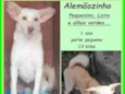 Alemãozinho