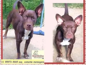 Cachorro raça SRD-ViraLata idade 7 a 11 meses nome Bombom