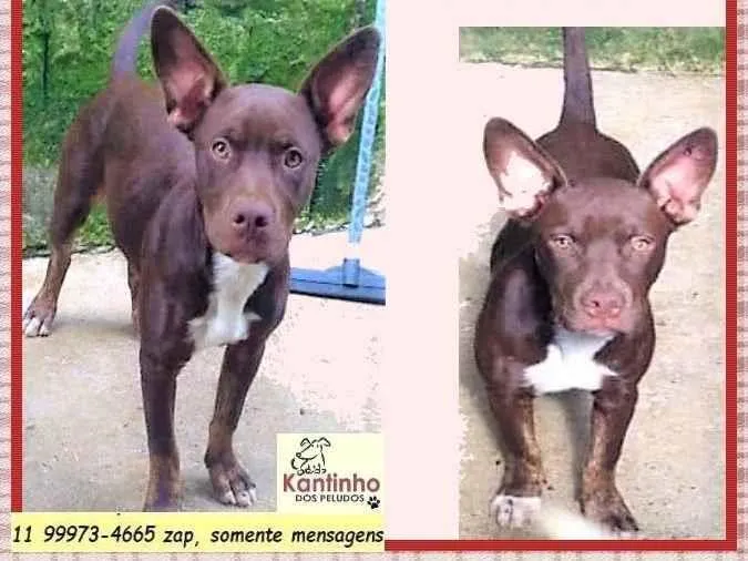Cachorro ra a SRD-ViraLata idade 7 a 11 meses nome Bombom