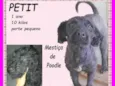 Petit