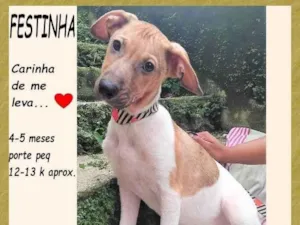 Cachorro raça SRD-ViraLata idade 2 a 6 meses nome Festinha