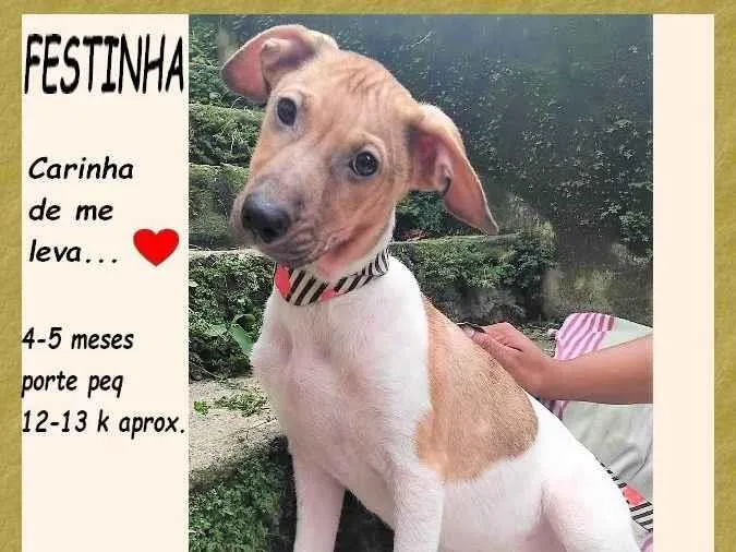 Cachorro ra a SRD-ViraLata idade 2 a 6 meses nome Festinha