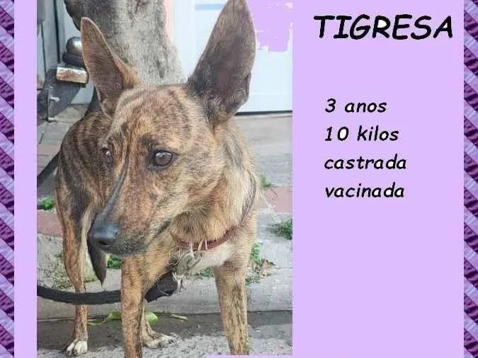 Cachorro ra a SRD-ViraLata idade 3 anos nome Tigresa