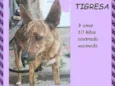 Tigresa