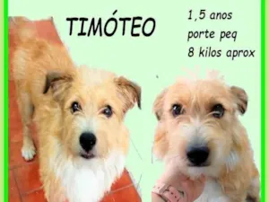 Cachorro raça SRD-ViraLata idade 1 ano nome Timóteo