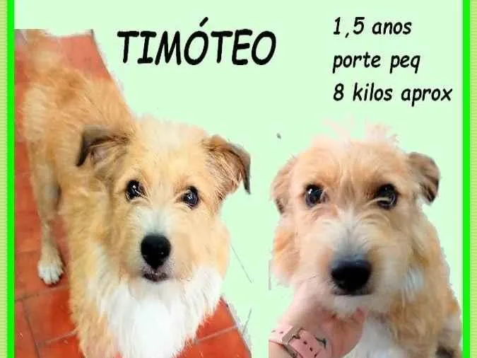 Cachorro ra a SRD-ViraLata idade 1 ano nome Timóteo