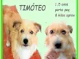 Timóteo
