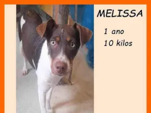 Cachorro raça SRD-ViraLata idade 1 ano nome Melissa