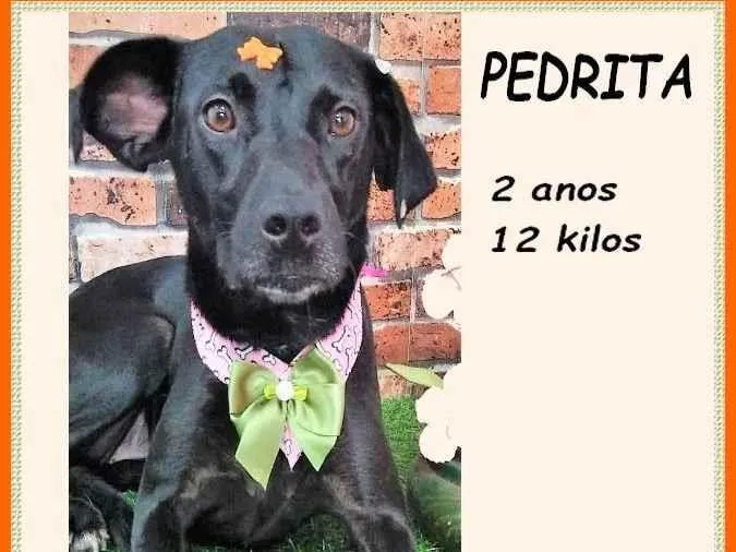Cachorro ra a SRD-ViraLata idade 2 anos nome Pedrita