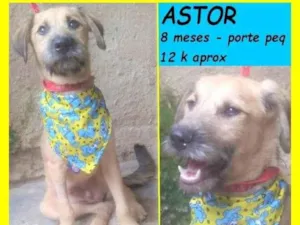 Cachorro raça SRD-ViraLata idade 7 a 11 meses nome Astor