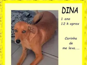Cachorro raça SRD-ViraLata idade 1 ano nome Dina