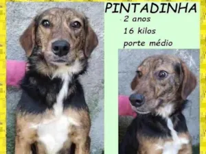 Cachorro raça SRD-ViraLata idade 2 anos nome Pintadinha