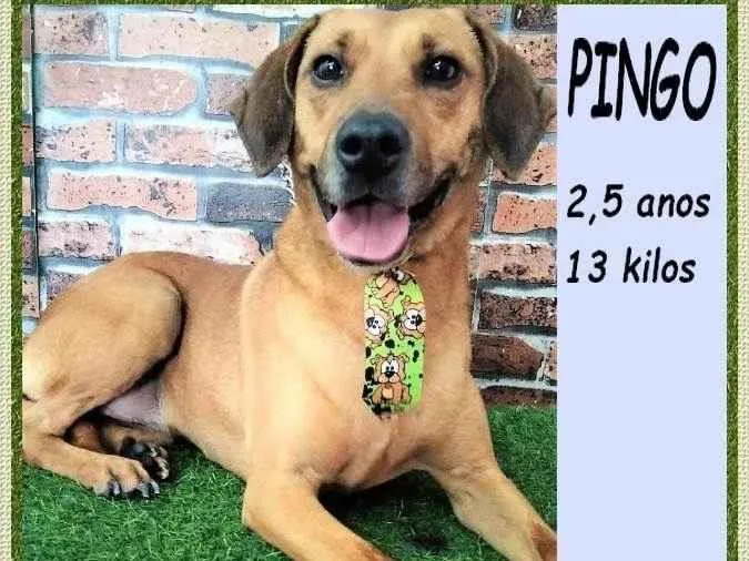 Cachorro ra a SRD-ViraLata idade 2 anos nome Pingo