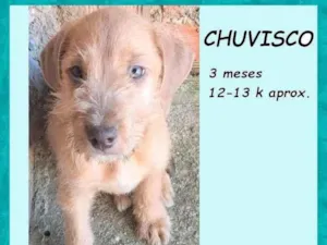 Cachorro raça SRD-ViraLata idade 2 a 6 meses nome Chuvisco