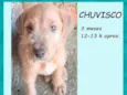 Chuvisco