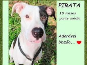 Cachorro raça SRD-ViraLata idade 7 a 11 meses nome Pirata