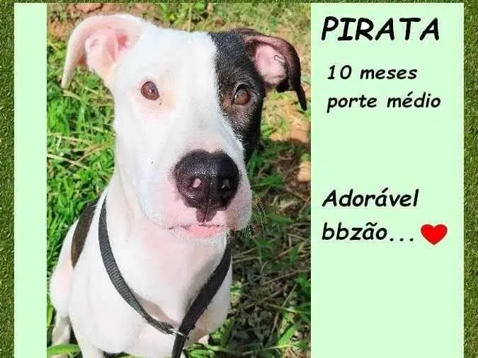 Cachorro ra a SRD-ViraLata idade 7 a 11 meses nome Pirata