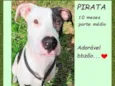 Pirata