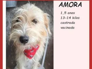 Cachorro raça SRD-ViraLata idade 1 ano nome Amora