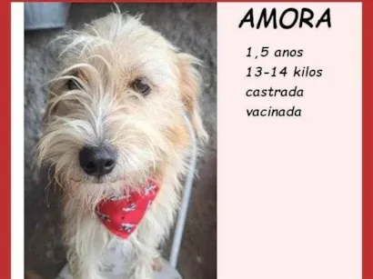 Cachorro raça SRD-ViraLata idade 1 ano nome Amora