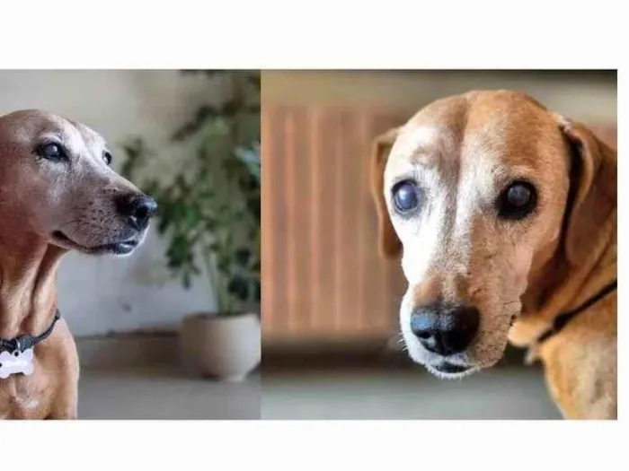 Cachorro ra a SRD-ViraLata idade 6 ou mais anos nome Shellry 