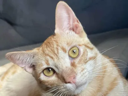 Gato raça SRD-ViraLata idade 1 ano nome Klaus