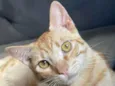 Klaus