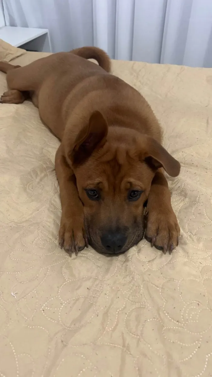Cachorro ra a SRD-ViraLata idade 1 ano nome Simão