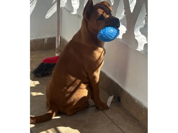 Cachorro ra a SRD-ViraLata idade 1 ano nome Simão