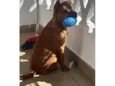 Simão