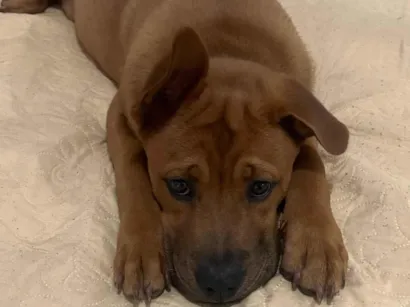 Cachorro raça SRD-ViraLata idade 1 ano nome Simão