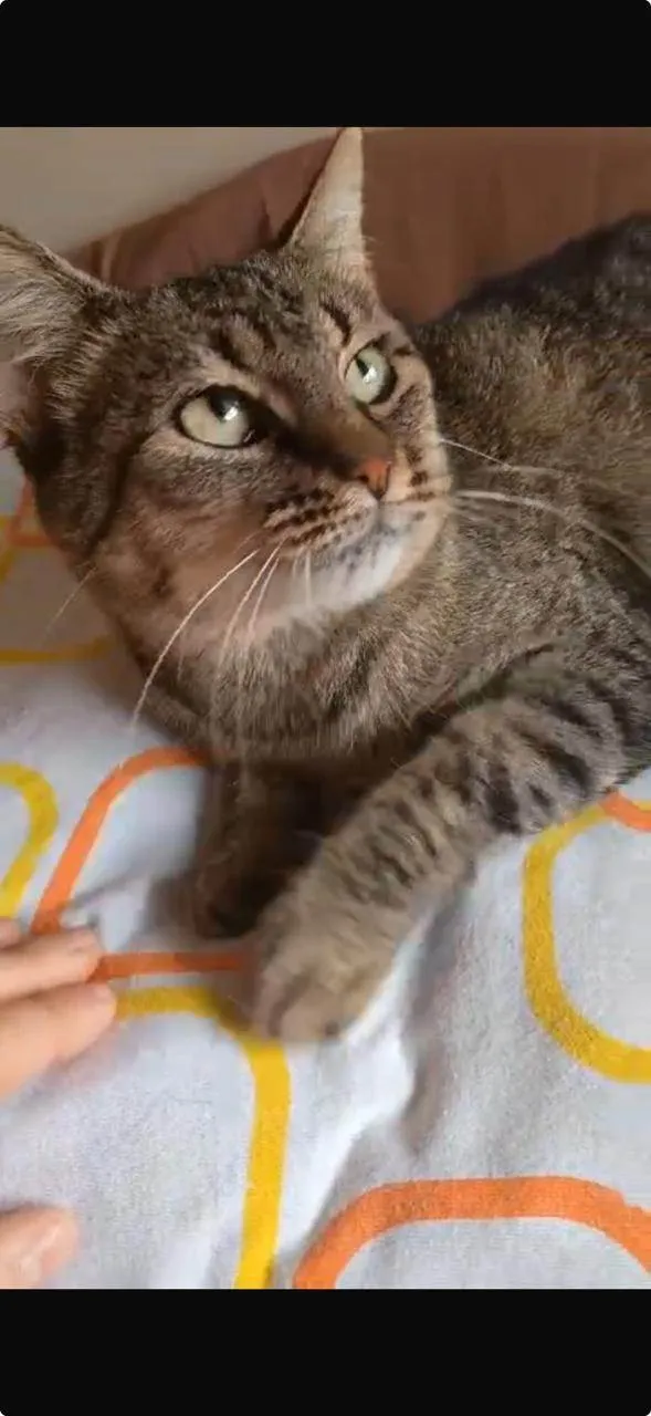 Gato ra a SRD-ViraLata idade 7 a 11 meses nome Kyra
