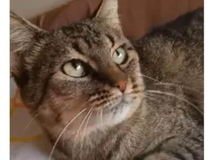Gato raça SRD-ViraLata idade 7 a 11 meses nome Kyra