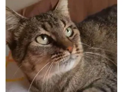 Gato raça SRD-ViraLata idade 7 a 11 meses nome Kyra