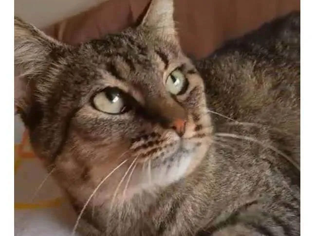 Gato ra a SRD-ViraLata idade 7 a 11 meses nome Kyra