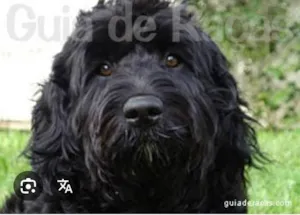 Cachorro raça Poodle idade 7 a 11 meses nome Todynho 