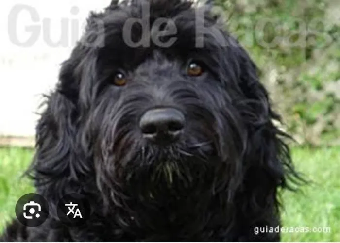 Cachorro ra a Poodle idade 7 a 11 meses nome Todynho