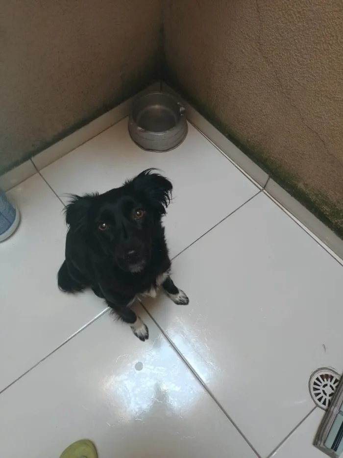 Cachorro ra a SRD-ViraLata idade 7 a 11 meses nome Sem nome 