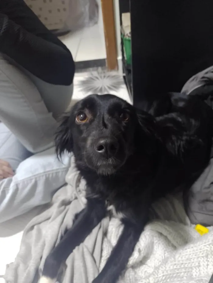 Cachorro ra a SRD-ViraLata idade 7 a 11 meses nome Sem nome 