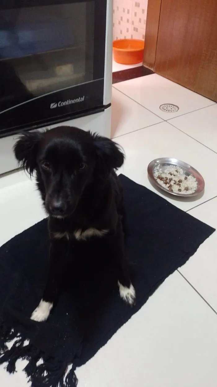 Cachorro ra a SRD-ViraLata idade 7 a 11 meses nome Sem nome 