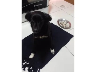 Cachorro raça SRD-ViraLata idade 7 a 11 meses nome Sem nome 