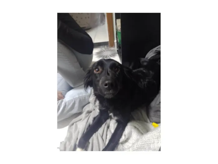 Cachorro ra a SRD-ViraLata idade 7 a 11 meses nome Sem nome 