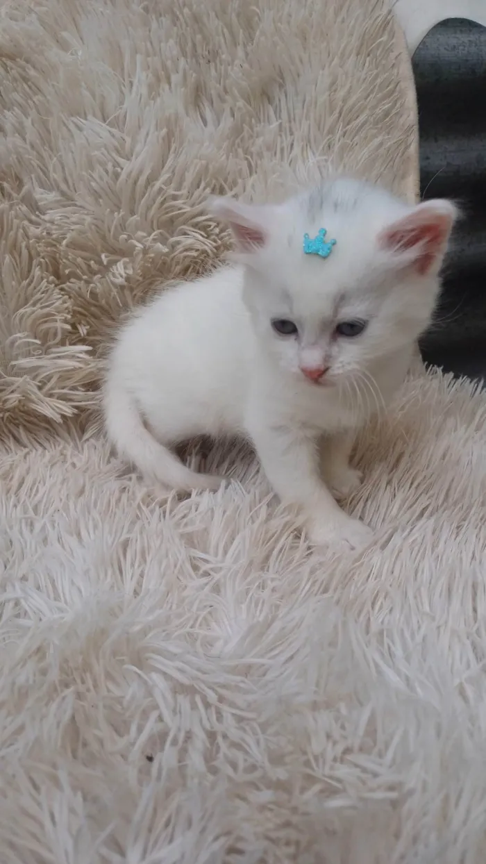 Gato ra a Persa idade Abaixo de 2 meses nome Mix persa branco adocao