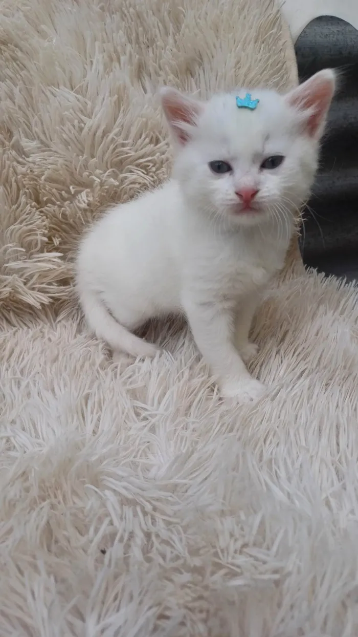 Gato ra a Persa idade Abaixo de 2 meses nome Mix persa branco adocao