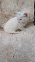 Mix persa branco adocao
