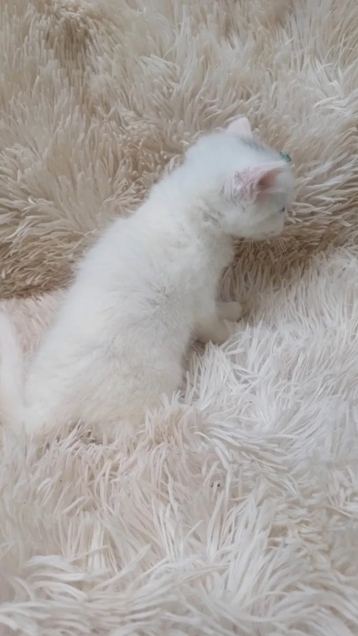Gato ra a Persa idade Abaixo de 2 meses nome Mix persa branco adocao