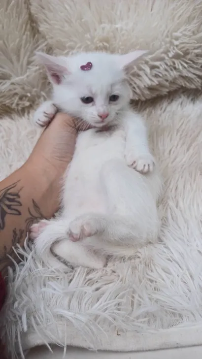 Gato raça Persa idade Abaixo de 2 meses nome Mix persa branca adocao