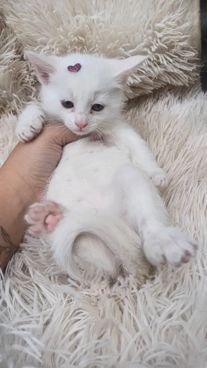Gato ra a Persa idade Abaixo de 2 meses nome Mix persa branca adocao