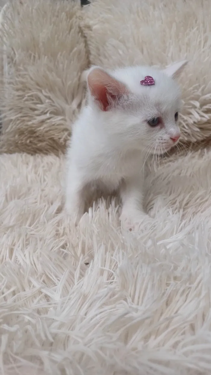 Gato ra a Persa idade Abaixo de 2 meses nome Mix persa branca adocao